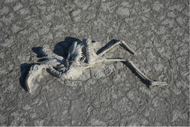 Fotograf FAHRİ TUNÇ (Yayınlanması için kendisinden izin alınmıştır.) Fotograf FAHRİ TUNÇ (Yayınlanması için kendisinden izin alınmıştır.)